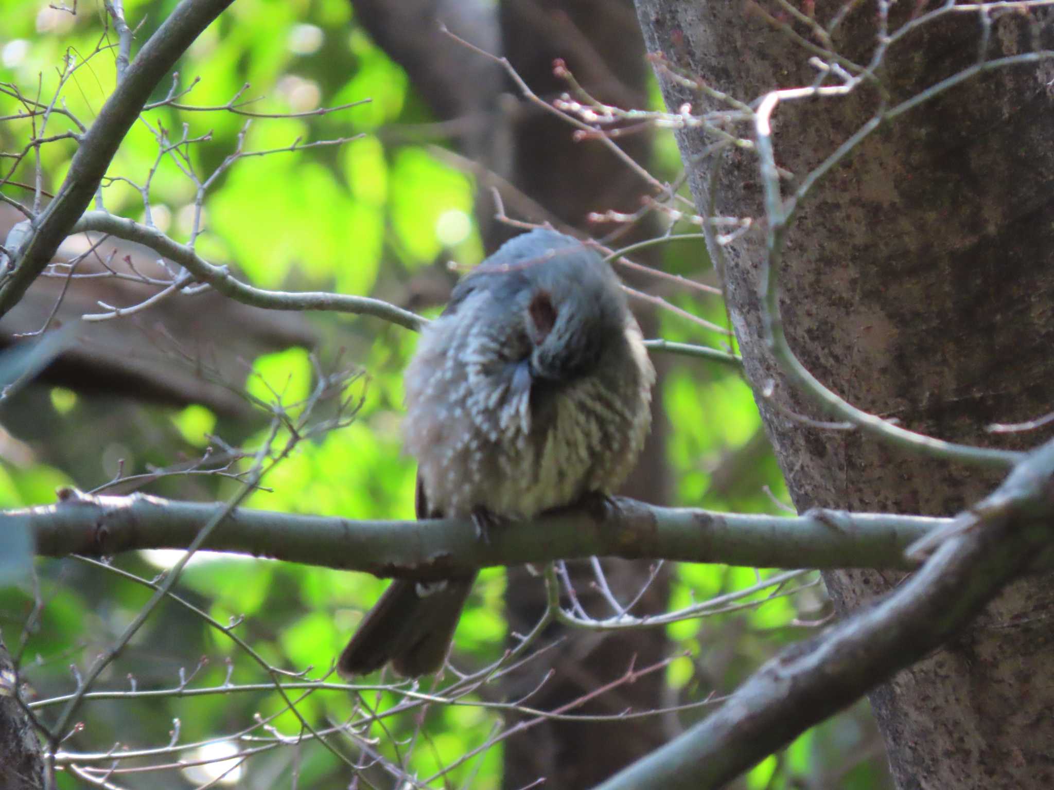 Photo of Brown-eared Bulbul at 大井ふ頭中央海浜公園(なぎさの森) by のぐち