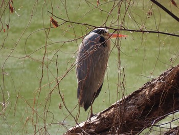 アオサギ 大井ふ頭中央海浜公園(なぎさの森) 2021年2月11日(木)