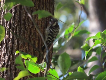 Thu, 2/11/2021 Birding report at 大井ふ頭中央海浜公園(なぎさの森)