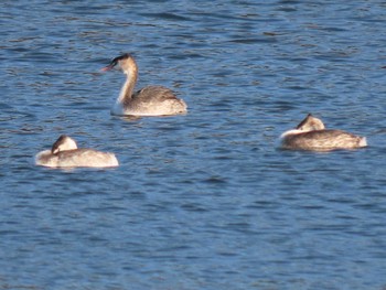 カンムリカイツブリ 大井ふ頭中央海浜公園(なぎさの森) 2021年2月11日(木)