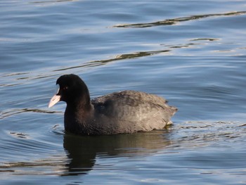 オオバン 大井ふ頭中央海浜公園(なぎさの森) 2021年2月11日(木)