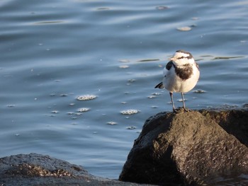 ハクセキレイ 大井ふ頭中央海浜公園(なぎさの森) 2021年2月11日(木)