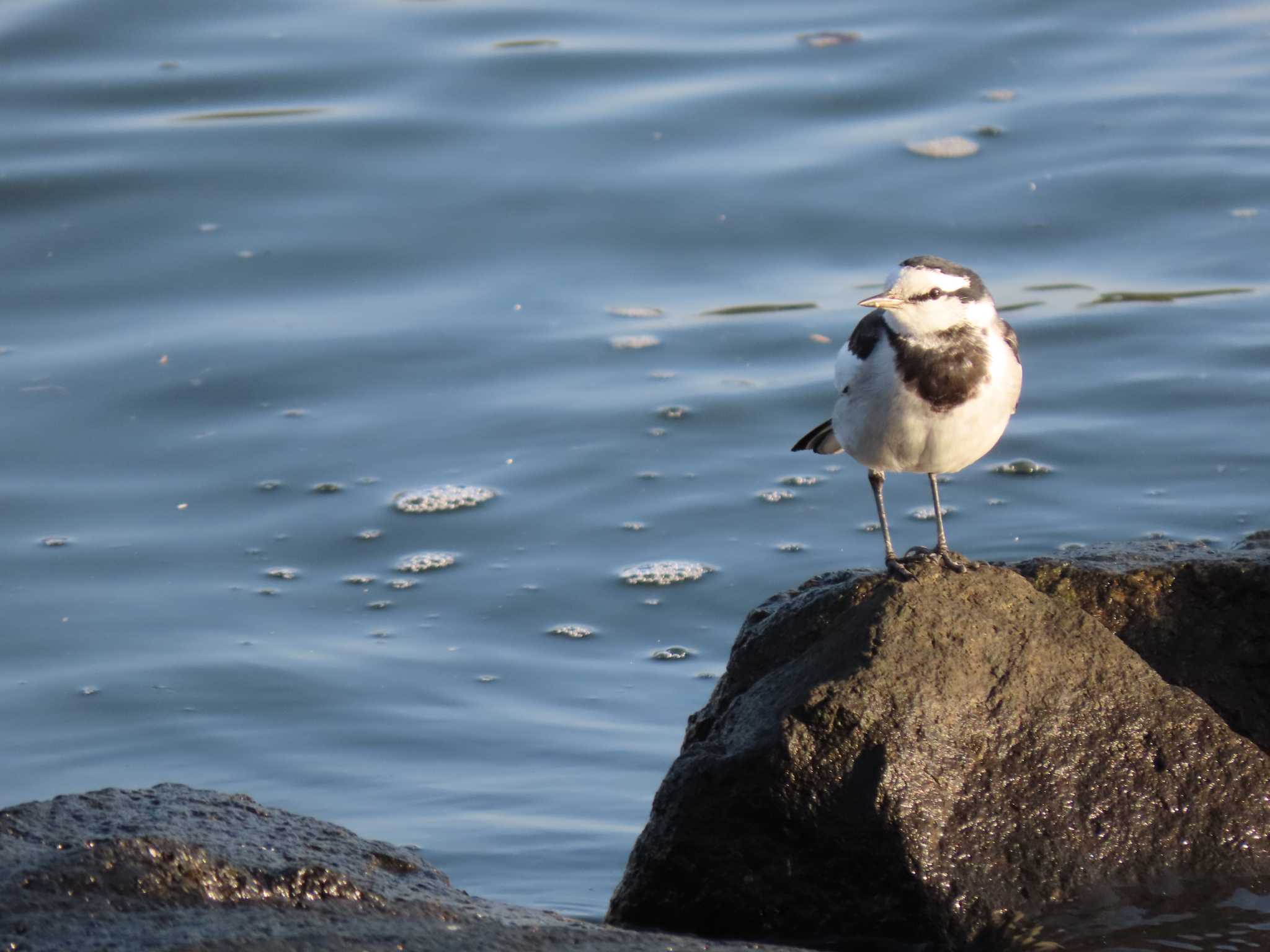 大井ふ頭中央海浜公園(なぎさの森) ハクセキレイの写真 by のぐち