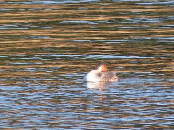 カンムリカイツブリ 大井ふ頭中央海浜公園(なぎさの森) 2021年2月11日(木)