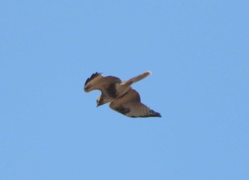 Eastern Buzzard 菅生沼 Thu, 2/11/2021