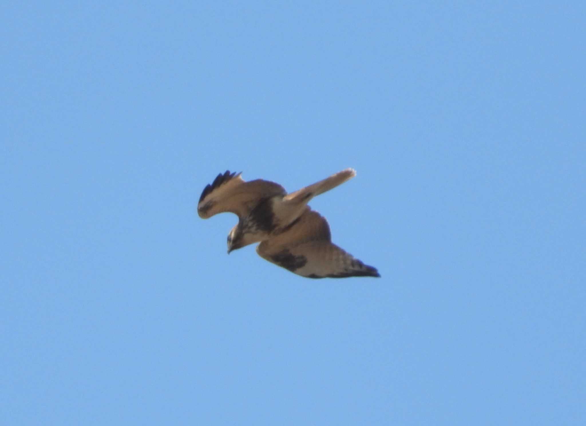 Eastern Buzzard