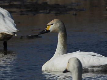 2021年2月11日(木) 菅生沼の野鳥観察記録