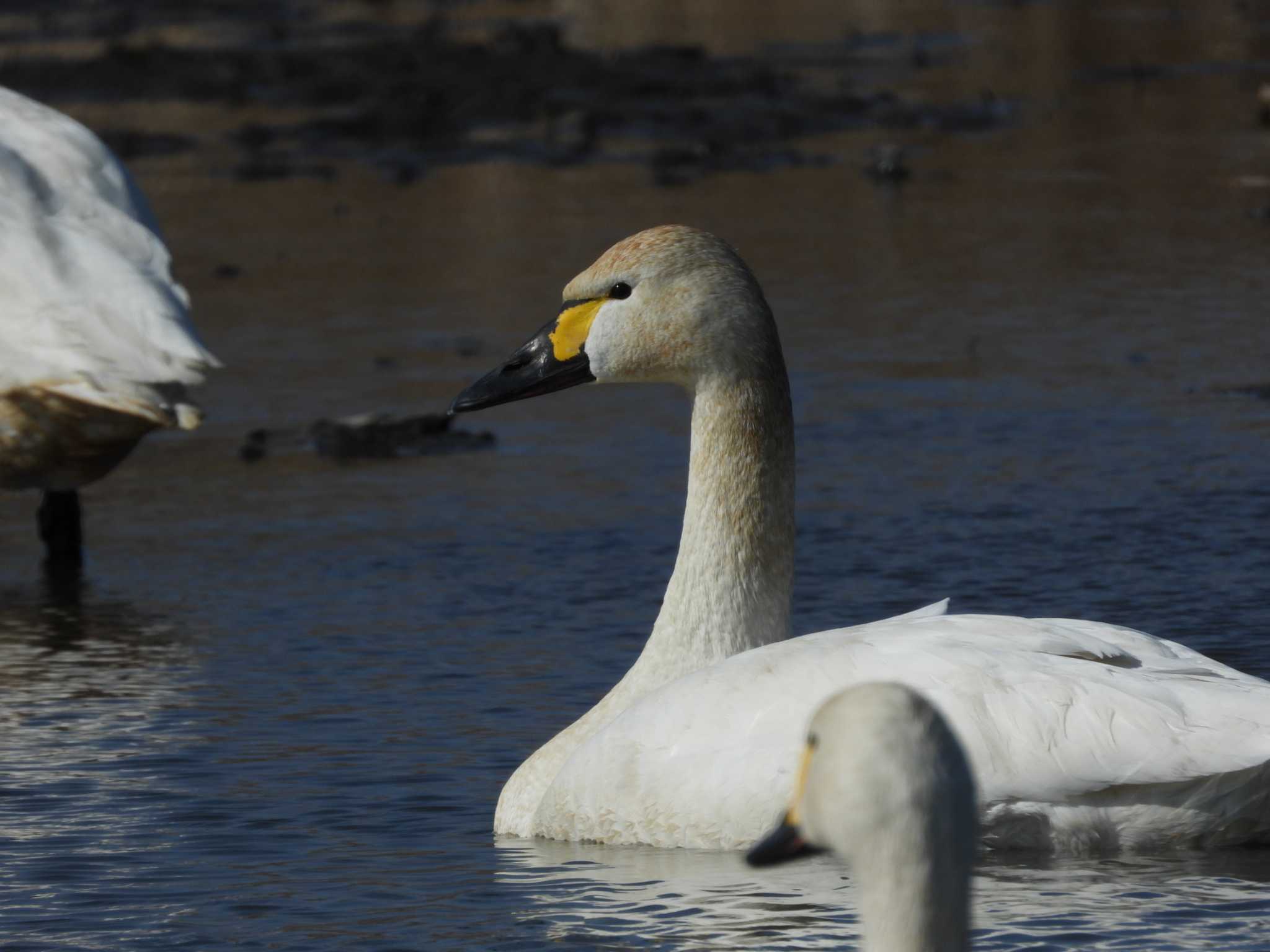 Tundra Swan