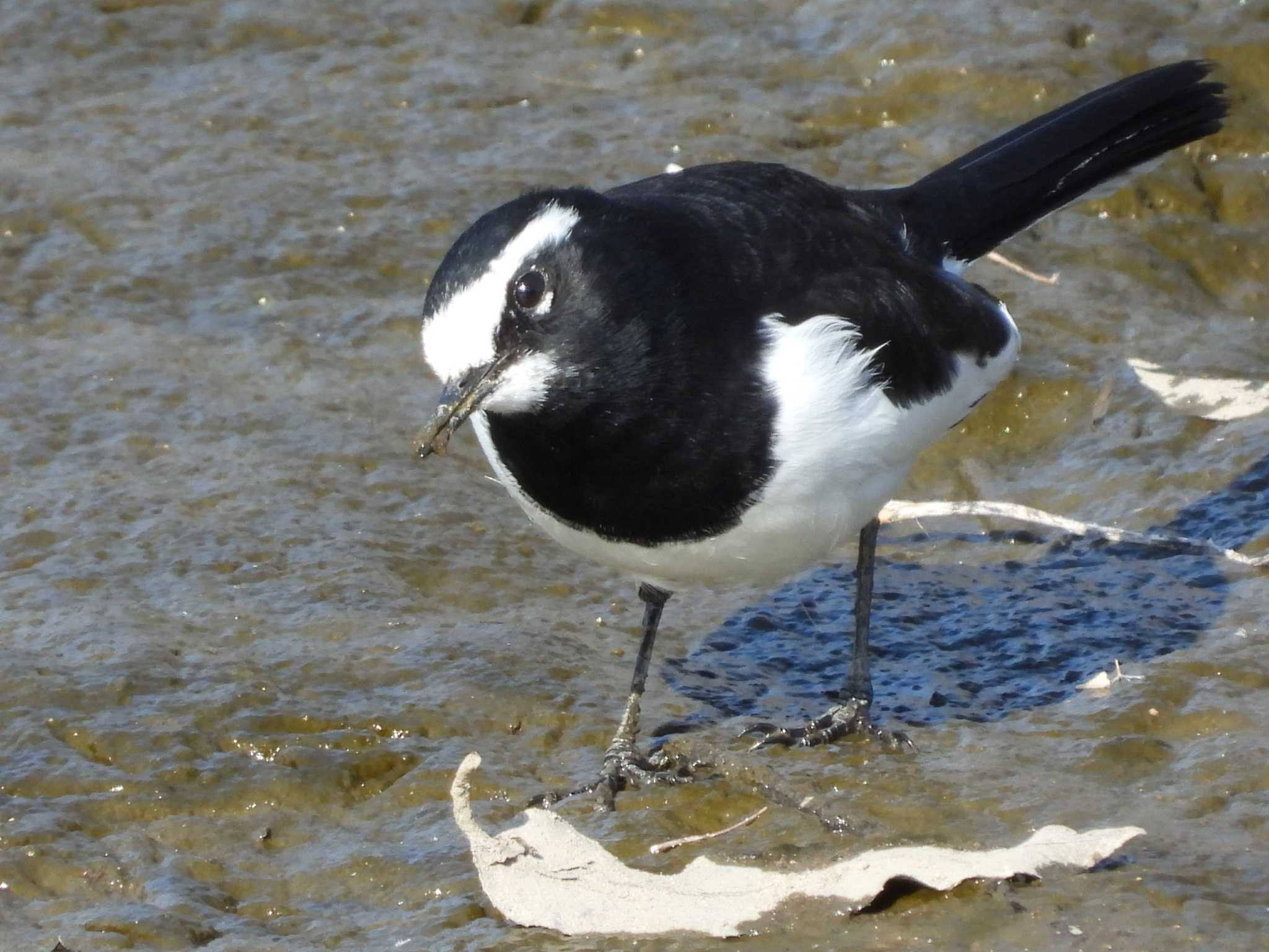 Photo of Japanese Wagtail at 菅生沼 by 奈佐原 顕郎