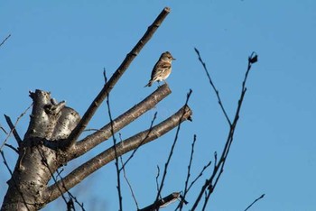 2016年12月30日(金) 八柱霊園の野鳥観察記録