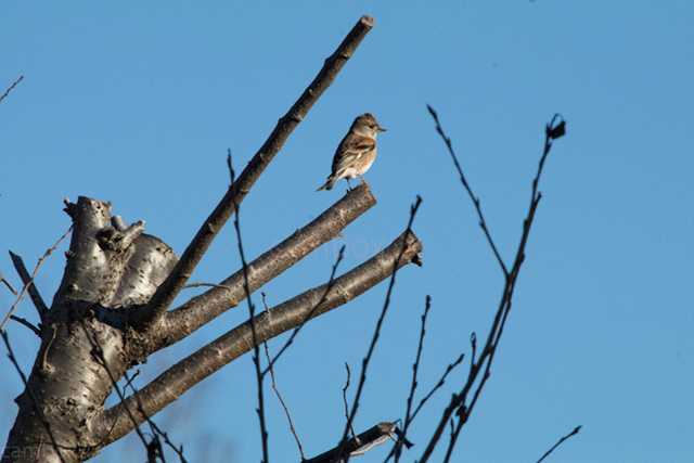 Brambling