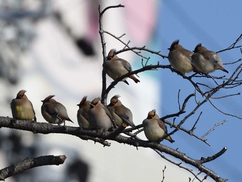 Japanese Waxwing 岡崎公園 Thu, 2/11/2021