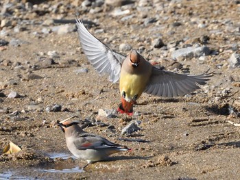 Japanese Waxwing 岡崎公園 Thu, 2/11/2021