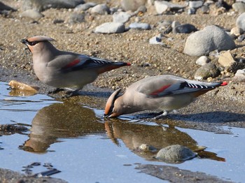 Japanese Waxwing 岡崎公園 Thu, 2/11/2021