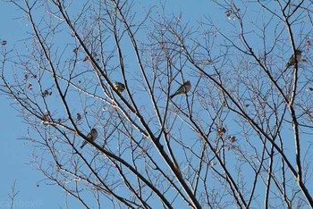 アトリ 八柱霊園 2016年12月30日(金)