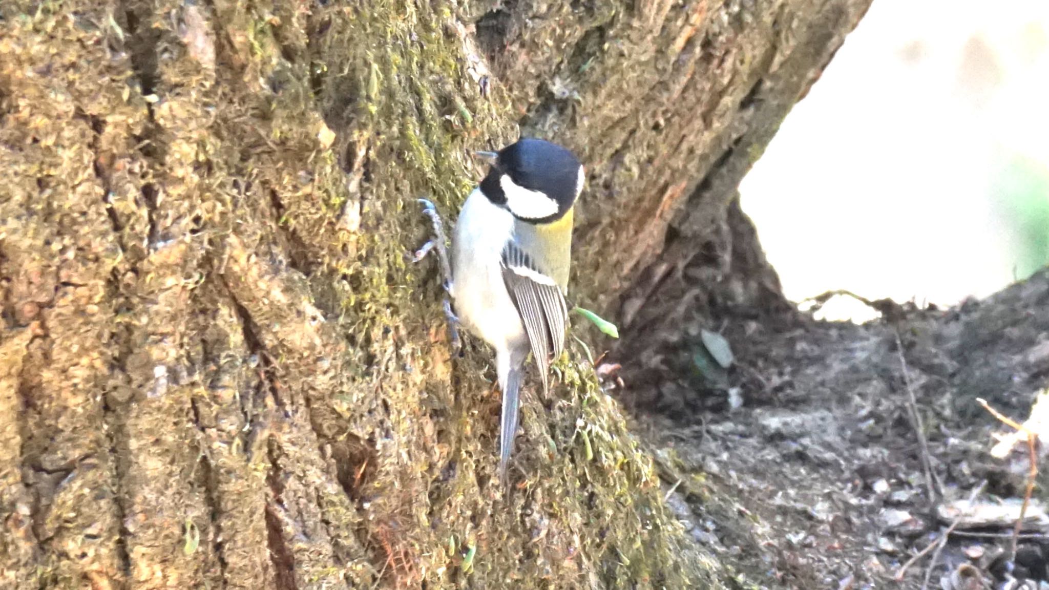 シジュウカラ