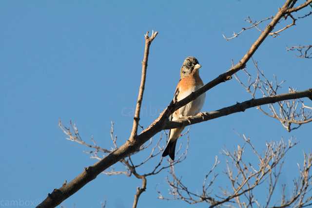 Brambling