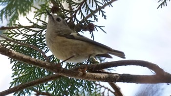 2021年2月11日(木) 秋ヶ瀬公園の野鳥観察記録