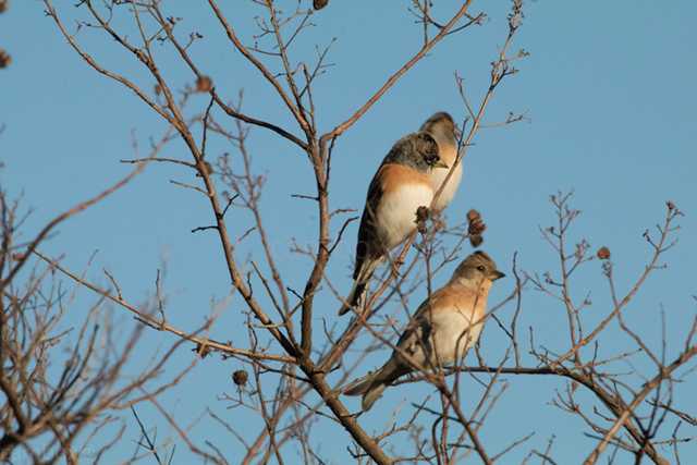 Brambling