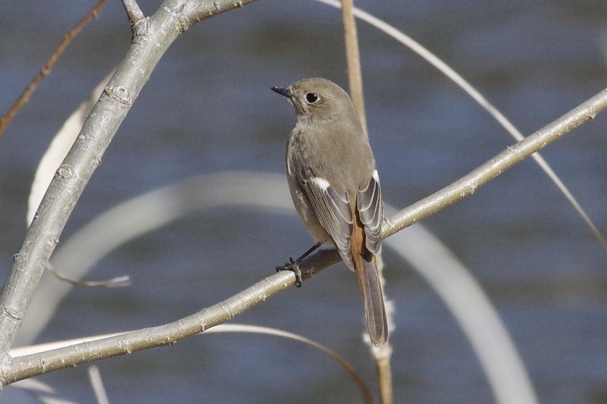 Daurian Redstart