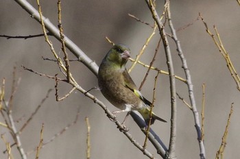 Grey-capped Greenfinch 21世紀の森と広場(千葉県松戸市) Thu, 2/11/2021