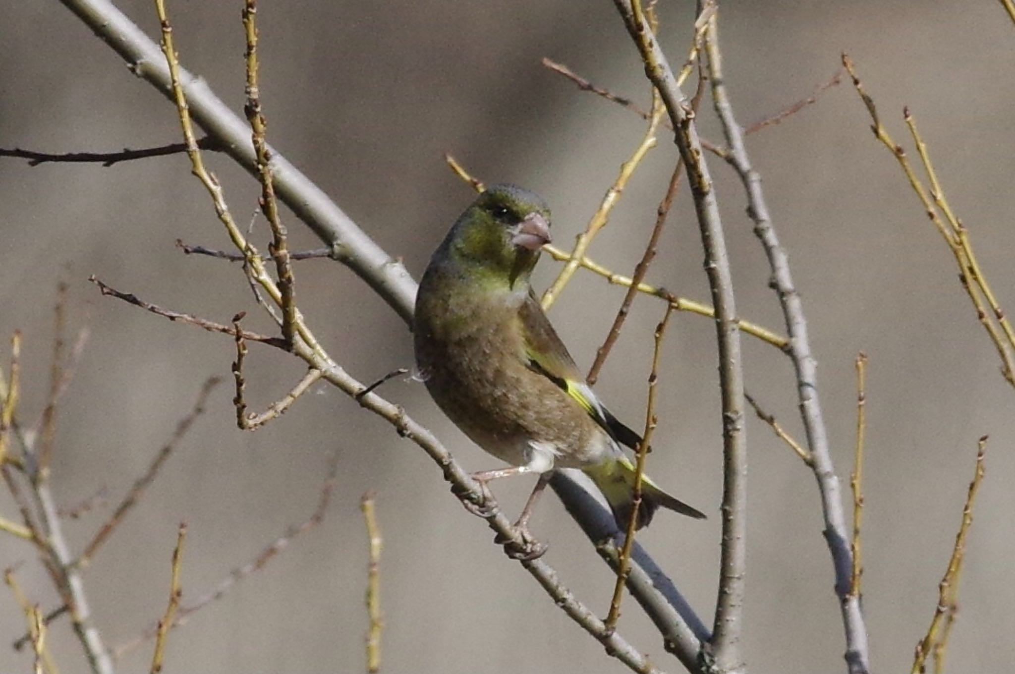 Photo of Grey-capped Greenfinch at 21世紀の森と広場(千葉県松戸市) by TOMOTOMO