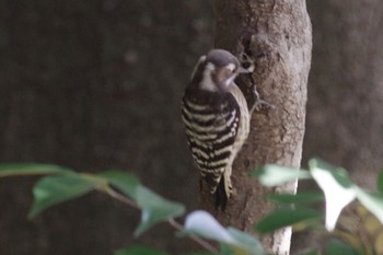 Japanese Pygmy Woodpecker 21世紀の森と広場(千葉県松戸市) Thu, 2/11/2021