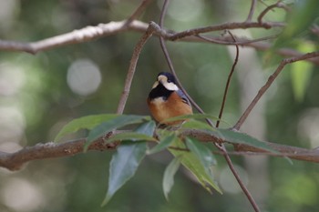 Varied Tit 21世紀の森と広場(千葉県松戸市) Thu, 2/11/2021