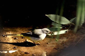 Grey Wagtail 21世紀の森と広場(千葉県松戸市) Thu, 2/11/2021