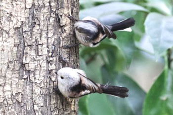 2021年2月11日(木) 21世紀の森と広場(千葉県松戸市)の野鳥観察記録