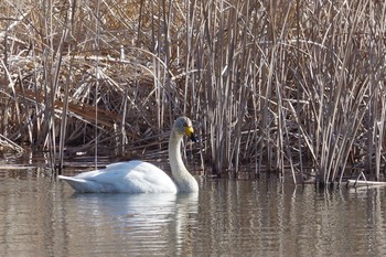 Whooper Swan 21世紀の森と広場(千葉県松戸市) Thu, 2/11/2021