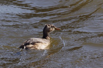 Little Grebe 21世紀の森と広場(千葉県松戸市) Thu, 2/11/2021