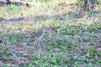 Olive-backed Pipit 八柱霊園 Fri, 12/30/2016