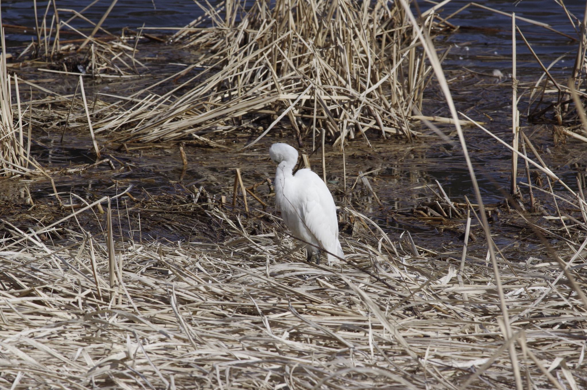 Medium Egret