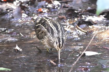 Unknown Species 21世紀の森と広場(千葉県松戸市) Thu, 2/11/2021