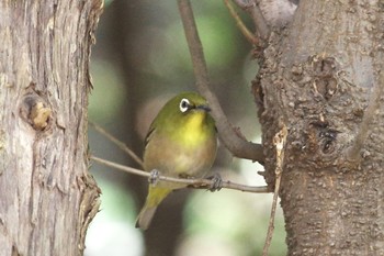 Warbling White-eye 21世紀の森と広場(千葉県松戸市) Thu, 2/11/2021