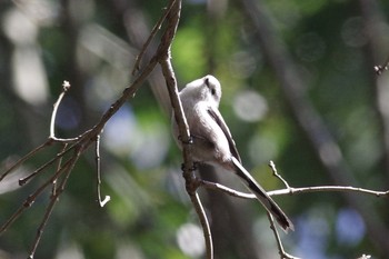 Long-tailed Tit 21世紀の森と広場(千葉県松戸市) Thu, 2/11/2021