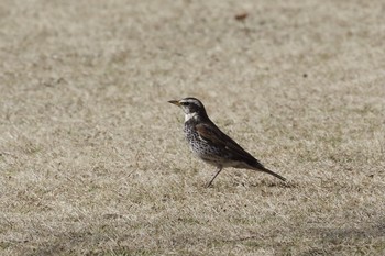 Dusky Thrush 21世紀の森と広場(千葉県松戸市) Thu, 2/11/2021