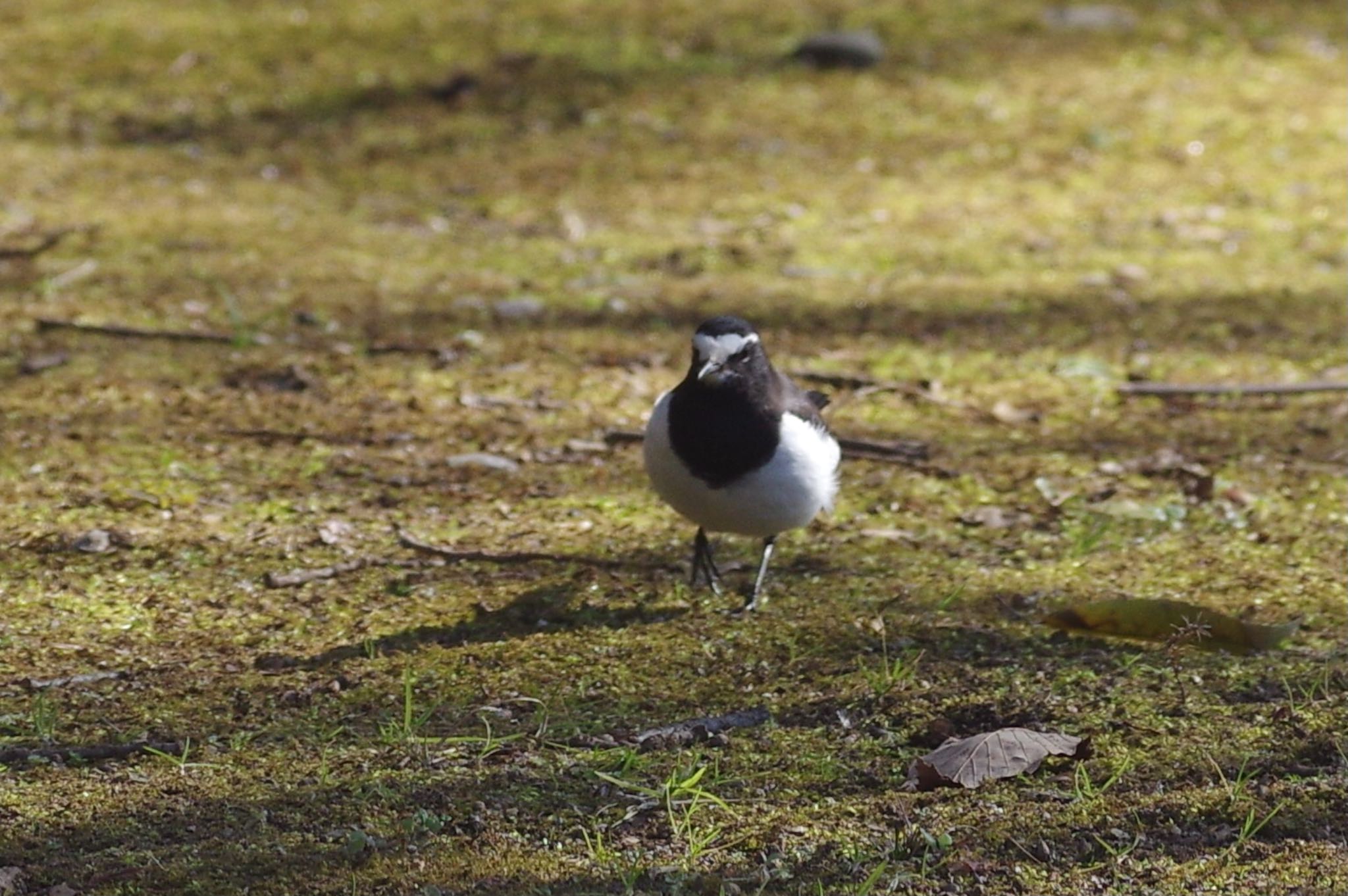 Japanese Wagtail