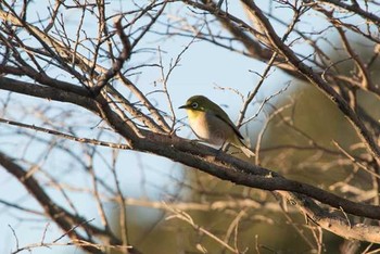 Warbling White-eye 八柱霊園 Fri, 12/30/2016