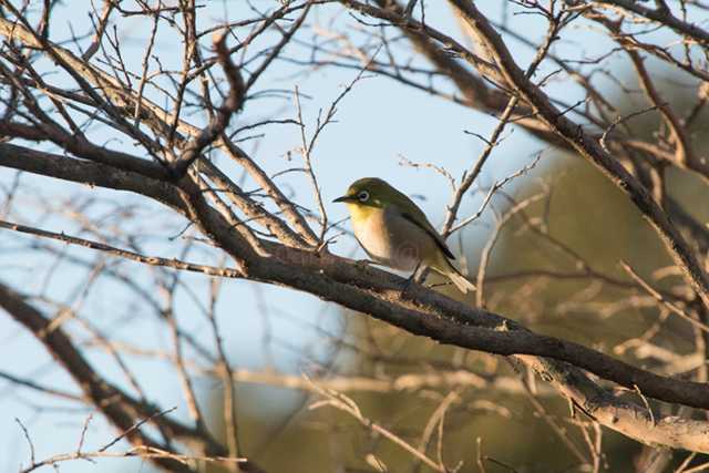 Warbling White-eye