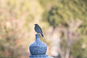 Olive-backed Pipit 八柱霊園 Fri, 12/30/2016