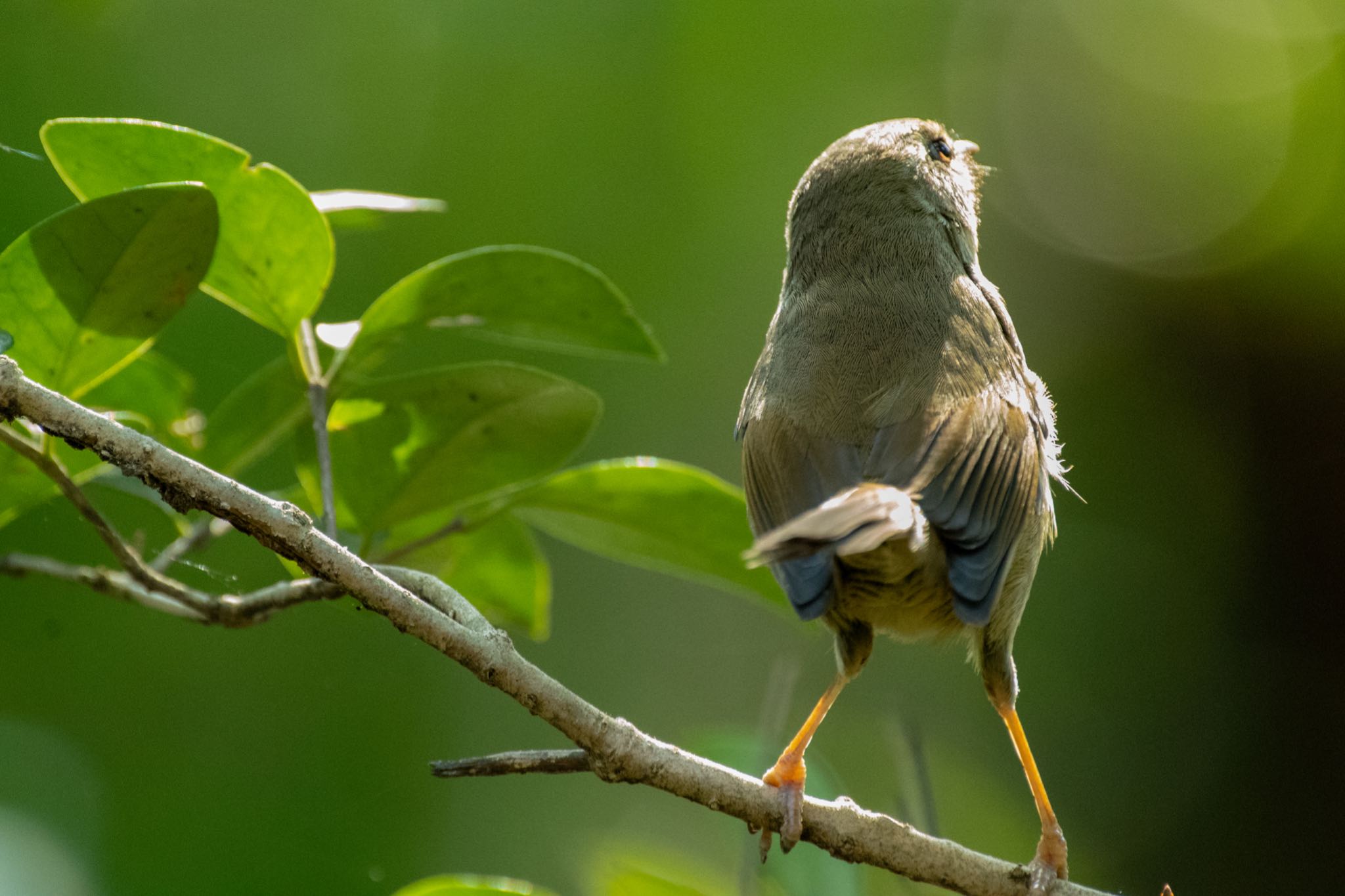 明治神宮 ウグイスの写真 by Marco Birds