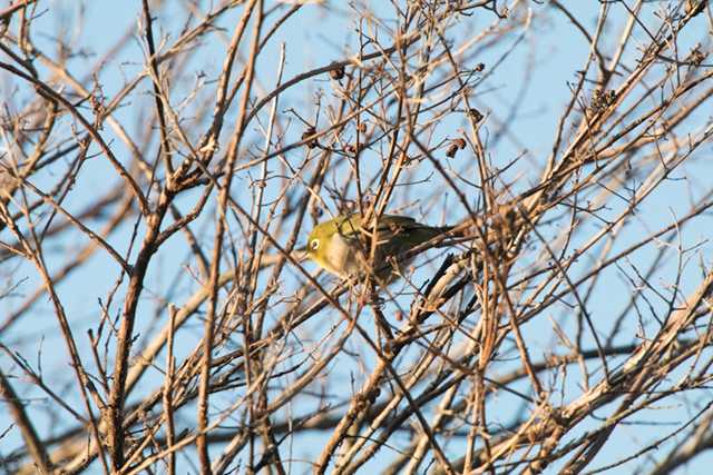 Warbling White-eye