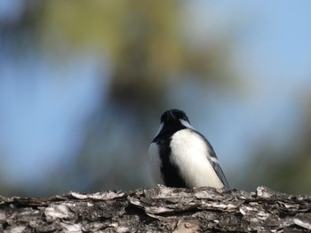 2021年2月11日(木) 浜寺公園の野鳥観察記録