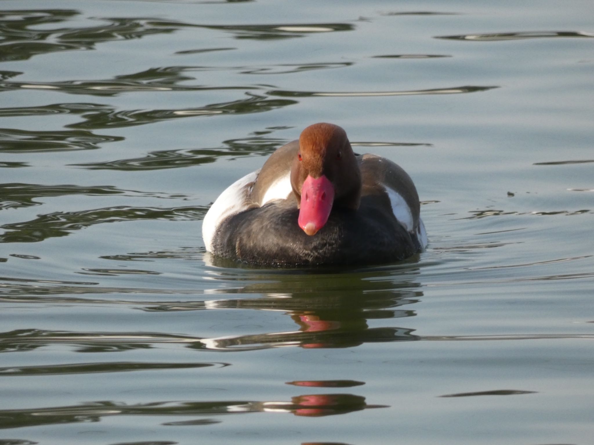 Red-crested Pochard