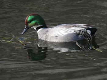 ヨシガモ 弁天池公園(大阪府門真市) 2021年2月11日(木)