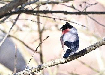 2021年2月11日(木) 山中湖の野鳥観察記録