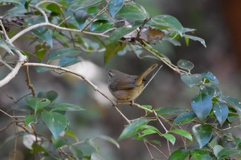 Unknown Species Higashitakane Forest park Tue, 2/9/2021