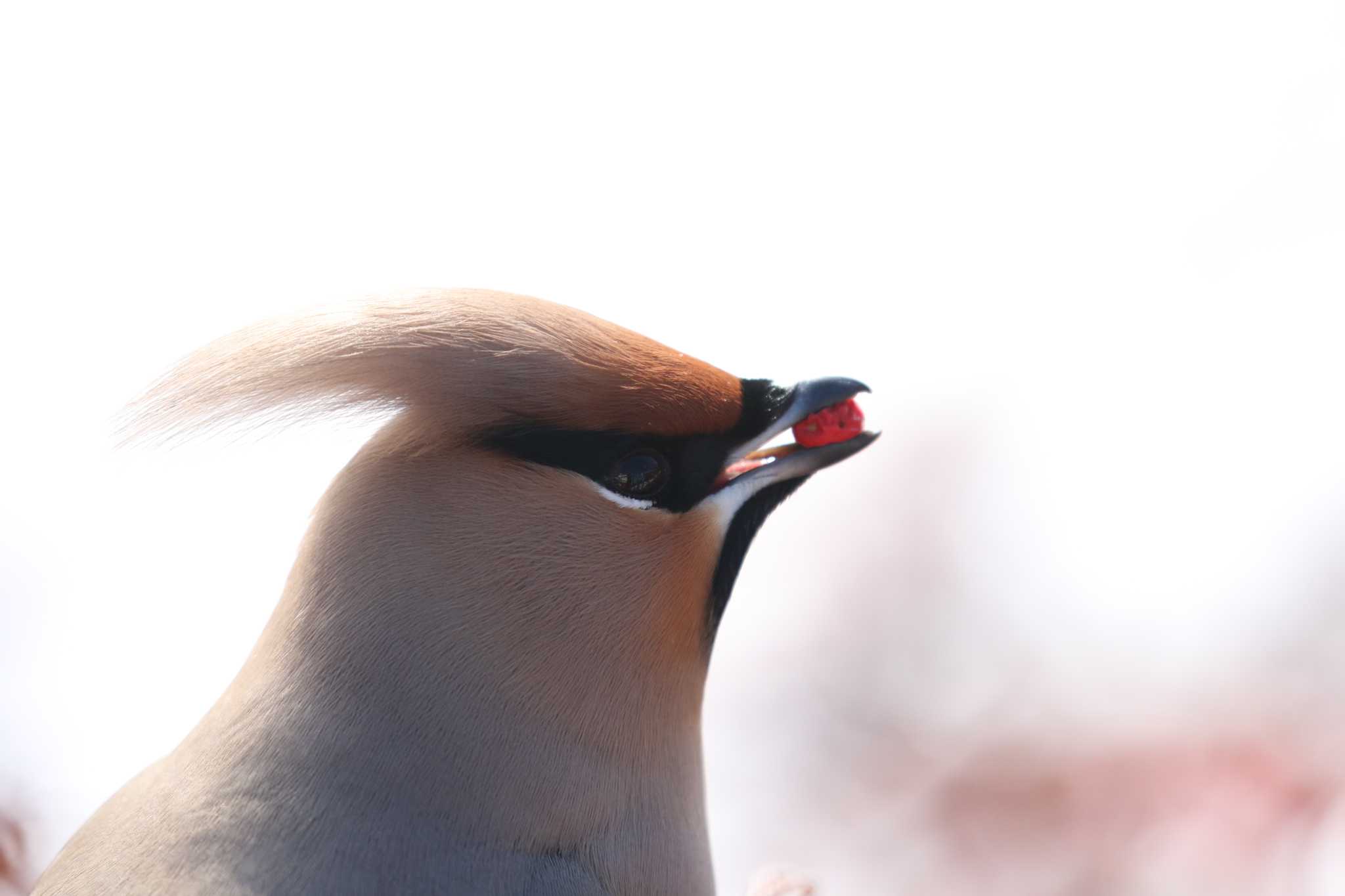 木の実